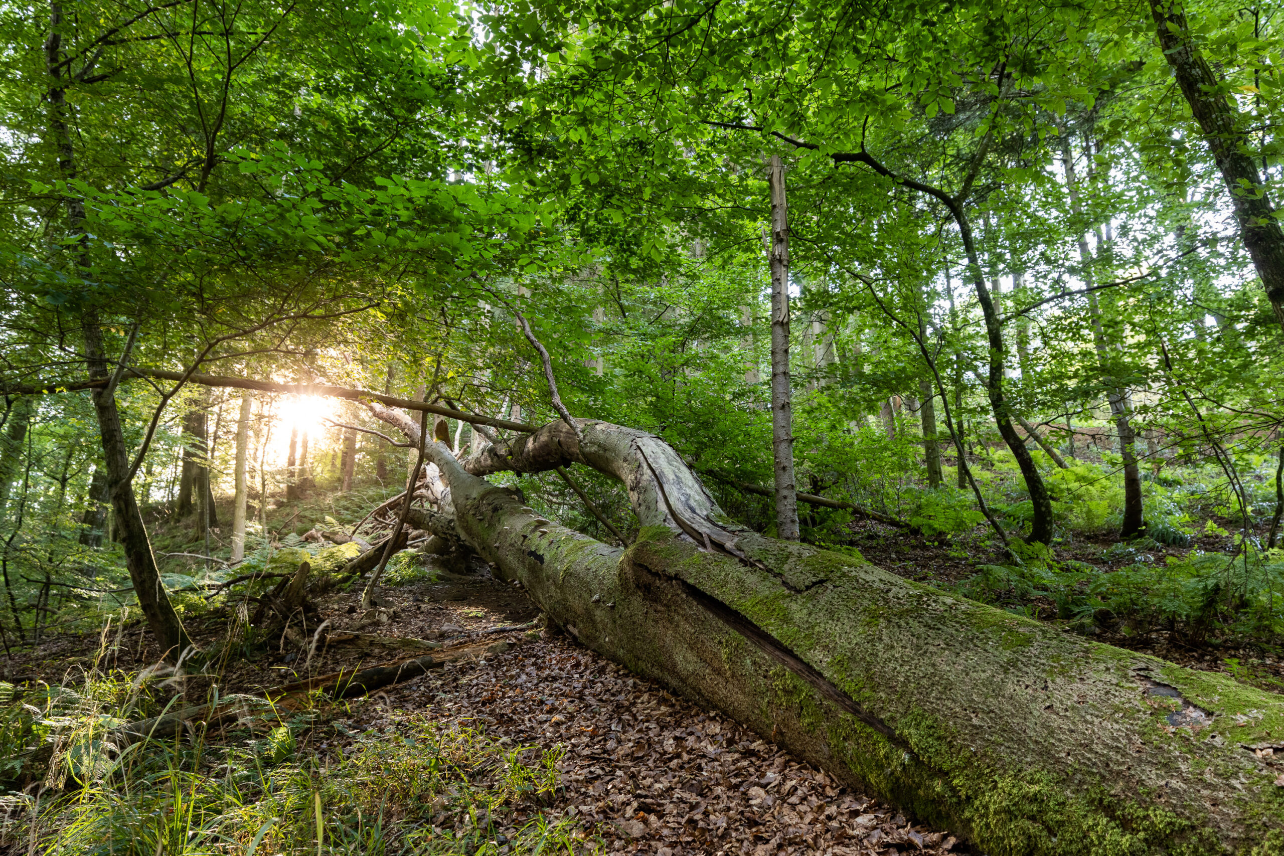 Engelsholm Sønderskov, Vejle Ådal. Jesper Edvardsen, CONTINEO