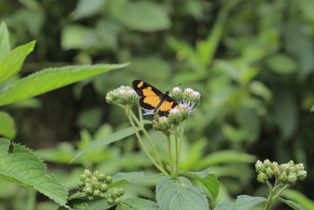 Sommerfugl i naturen. Læs om biodiversitet betydning og hvad biodiversitet er.