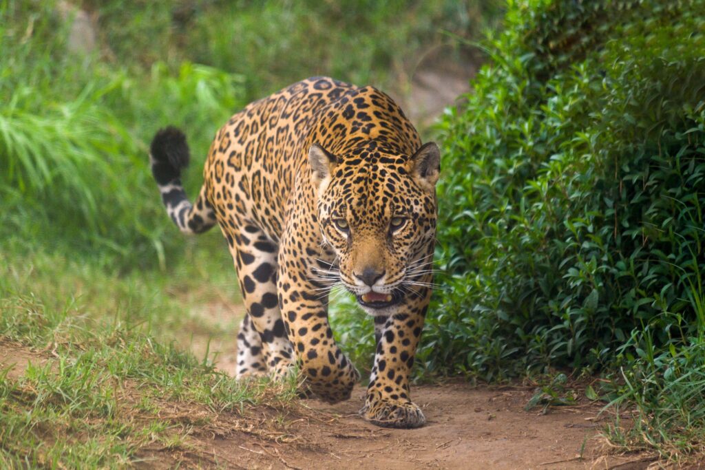 Jaguar