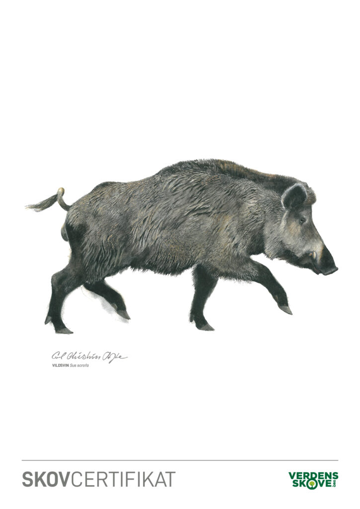 Vildsvin på et skovcertifikat