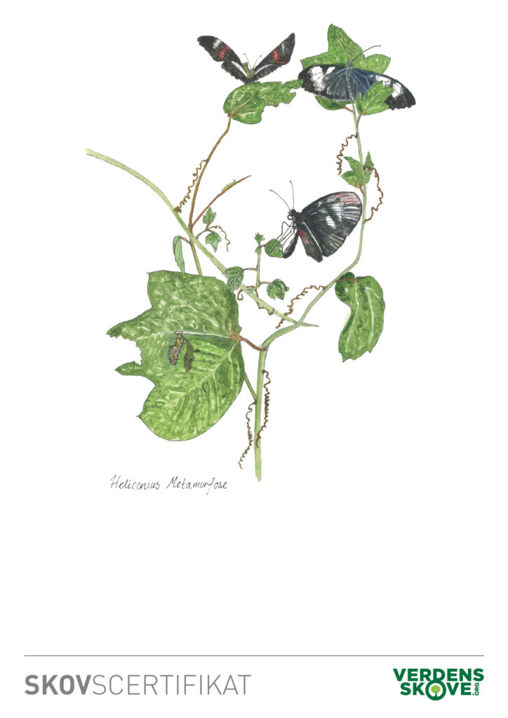 Skovbevis med sommerfugle