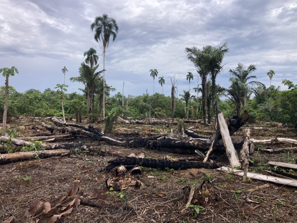 Bolivia forest burned down