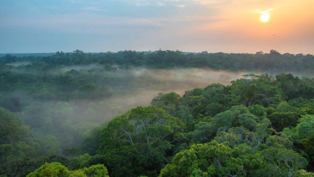 Amazonas regnskoven med tæt grøn vegetation og tåge, set midt i en flot orange solnedgang.