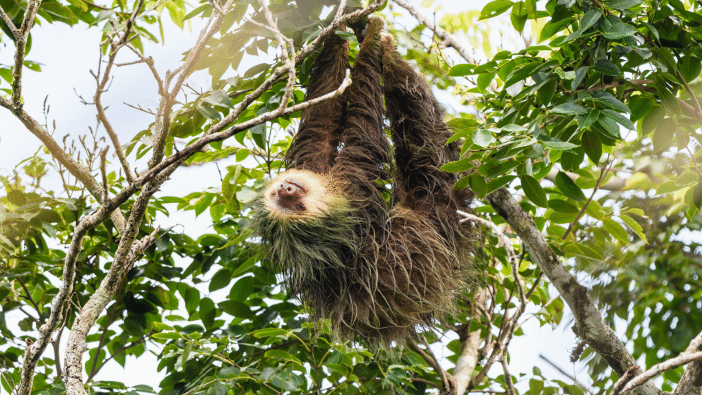 Billedet viser dyr fra regnskoven og viser, hvor forskelligartet dyrelivet er på tværs af tropiske skovområder - fra fugle og pattedyr til krybdyr og insekter.