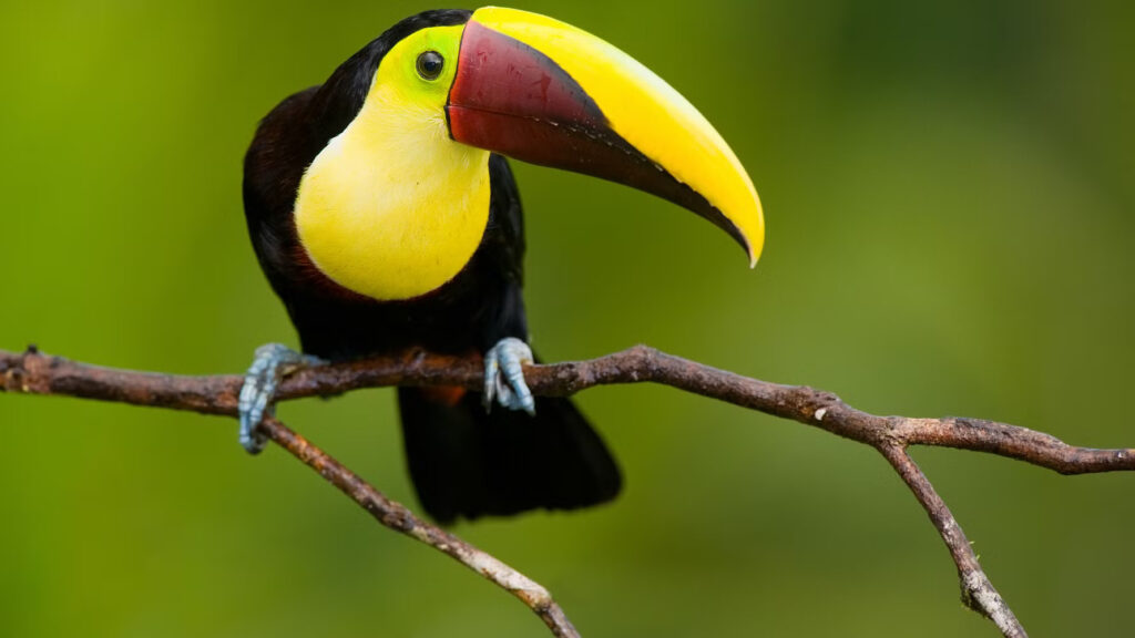 Farverig tukan, der sidder i en grøn regnskovskrone; den symbolisere svaret på spørgsmålet - hvorfor er regnskov vigtig.