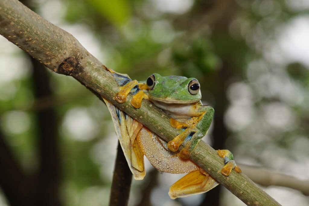 Regnskovens dyr som farverige fugle og pattedyr, der lever i flere lag af den tætte skov. Her er det en frø