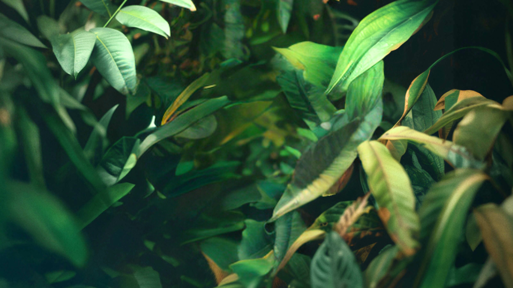 Verdens største regnskov i Amazonas set som nærbillede af planter og tæt grøn jungle