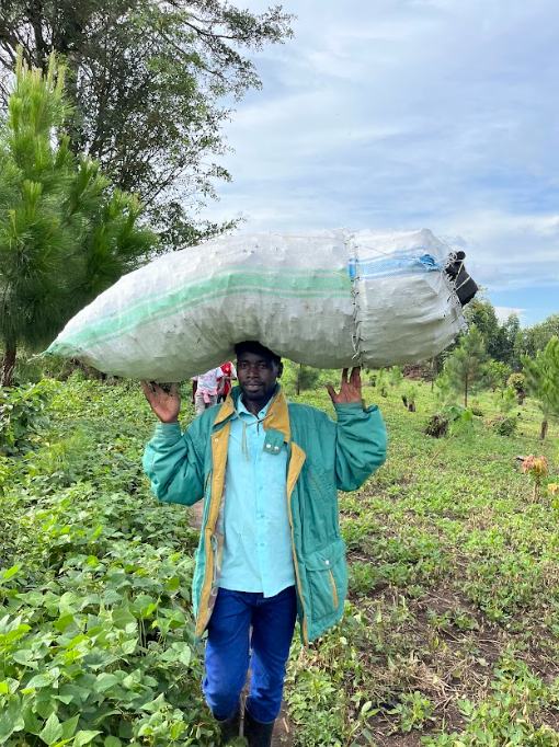 Muhera Nelson, generalsekretær i Muhangi CFM bærer på ulovligt trækul fundet ved gerningsstedet