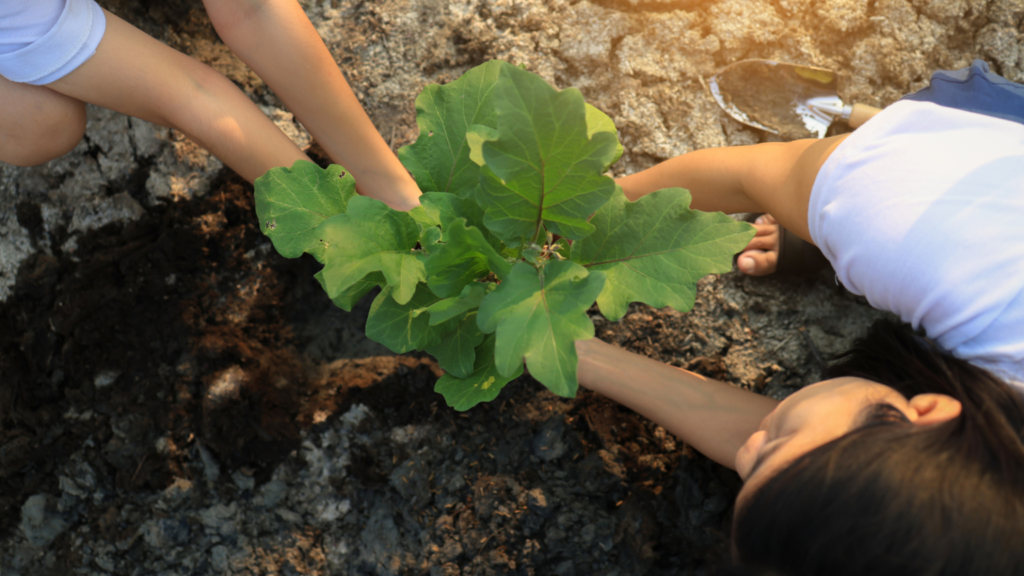 Hænder planter et ungt træ i jorden – en miljøorganisation i praksis
