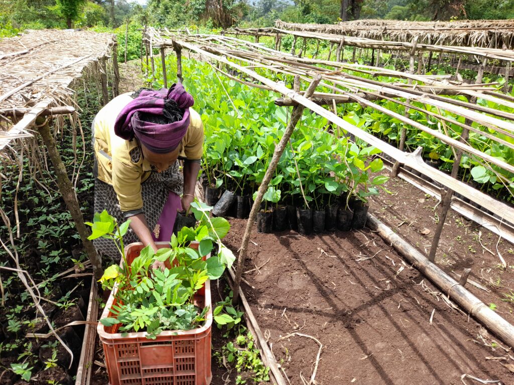 Person sorterer små træplanter i planteskole, hvor velgørende organisation støtter genopretning af skovområder