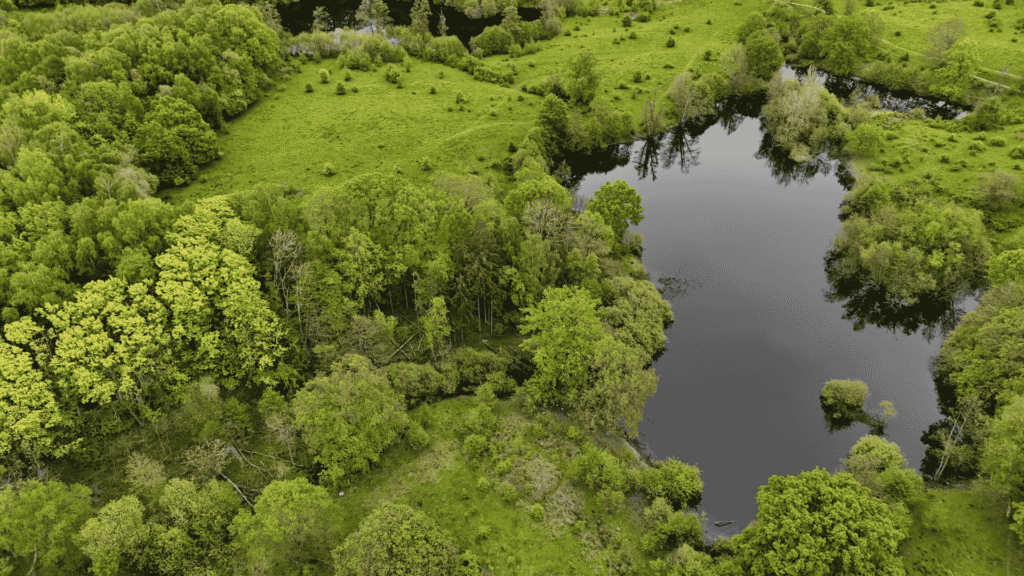 Rude skov fra luften