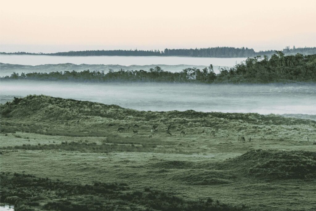 Et billede af smuk vild natur i Danmark.