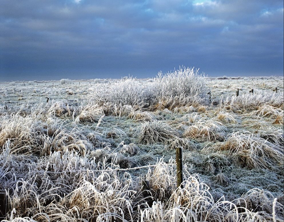 Store Vildmose, foto: Peter Marling/Biofoto/Ritzau Scanpix