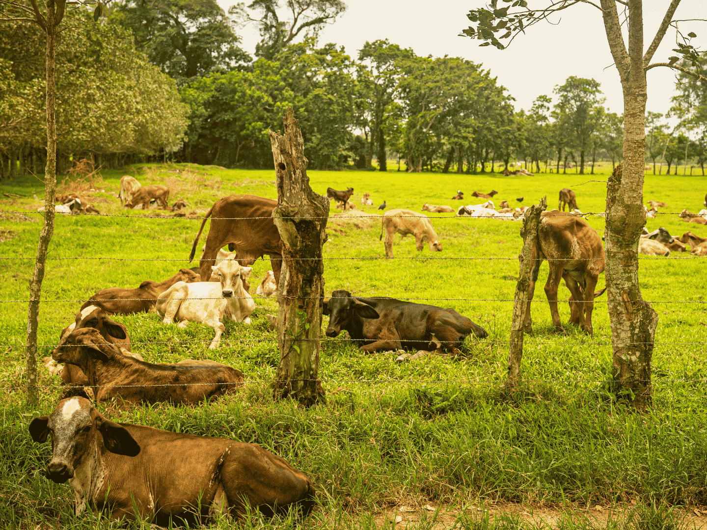 Ganaderia La Moskitia Honduras