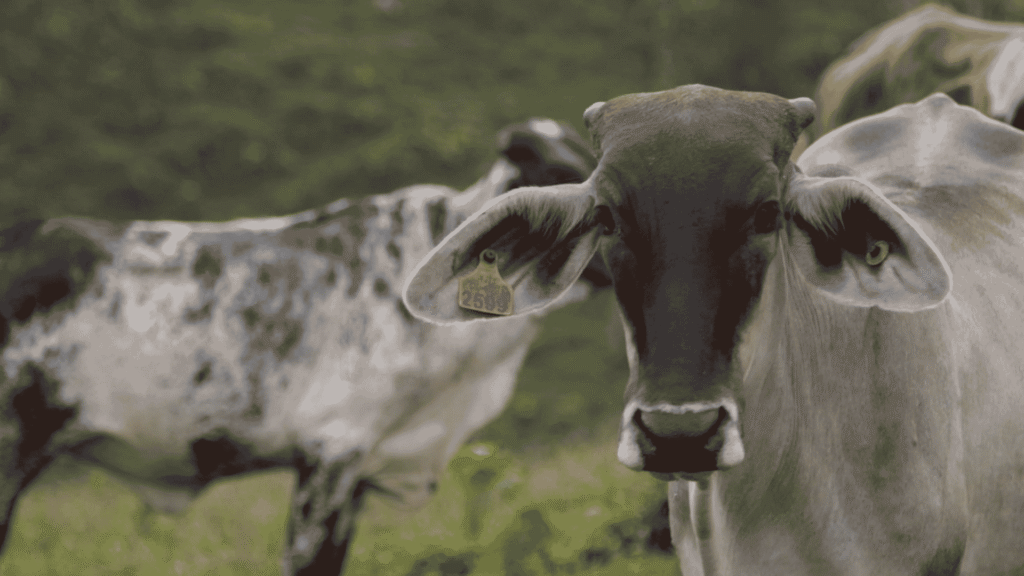 Patrol Cattle